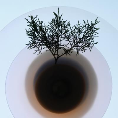 Transparences éphémères - Genèvrier carré lowres.jpg